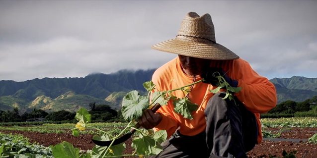 <a href="https://auditor.hawaii.gov/most-recent/23-13-review-of-special-funds-revolving-funds-trust-funds-and-trust-accounts-of-the-department-of-agriculture/">23-13, Review of Special Funds, Revolving Funds, Trust Funds, and Trust Accounts of the Department of Agriculture<br /><span>Read More<span class="fa3icon icon-signin"></span></span></a>